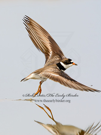 Charadrius semipalmatus  SEMIPALMATED PLOVER 1305391z