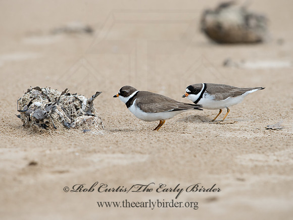 Charadrius semipalmatus  SEMIPALMATED PLOVER  9046600z
