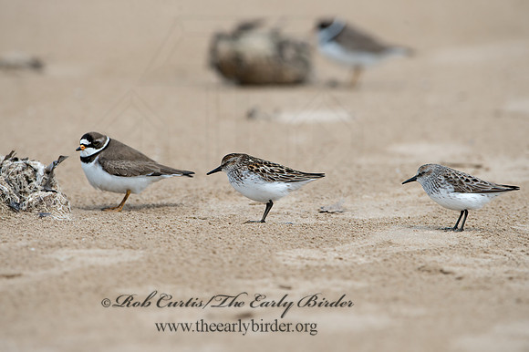 Charadrius semipalmatus  SEMIPALMATED PLOVER  9046606z