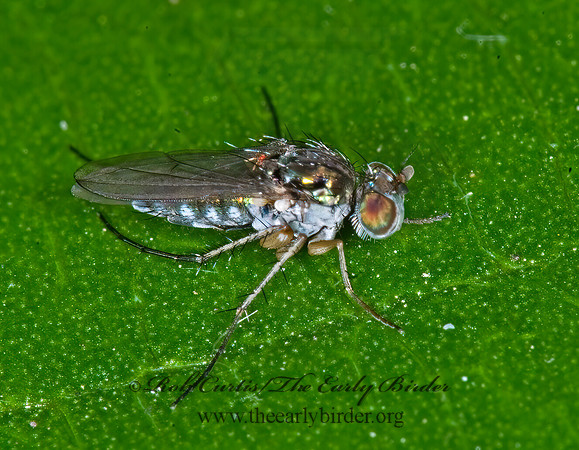 Pelastoneurus  LONGLEGGED FLY  6011243z