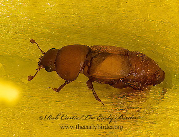 Nitops pallipennis  SAP-FEEDING BEETLE 3035795z