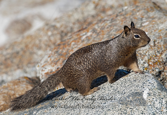 Otospermophilus beecheyi  CALIFORNIA GROUND SQUIRREL 7017633z