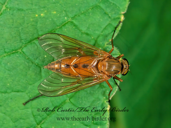 Rhagio tringarius  MARSH SNIPE FLY 290929z