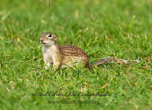 Ictidomys parvidens  RIO GRANDE GROUND SQUIRREL 6023119z