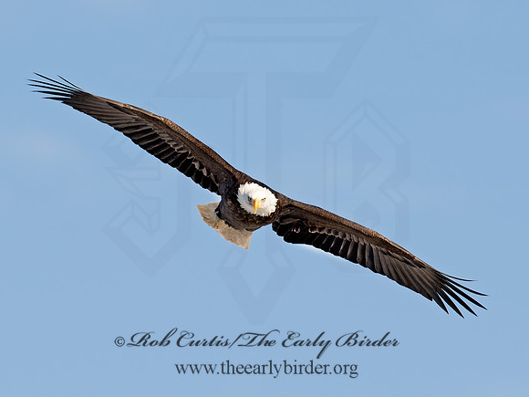 Haliaeetus leucocephalus  BALD EAGLE 9018343z