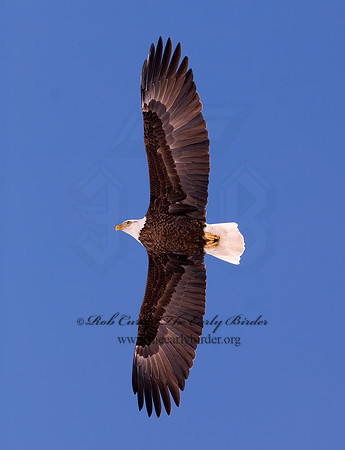 Haliaeetus leucocephalus  BALD EAGLE 6020295z