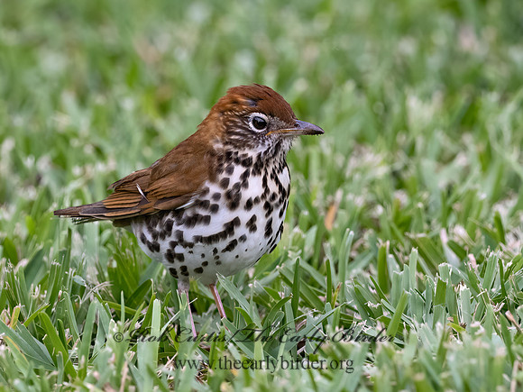Hylocichla mustelina  WOOD THRUSH 3030254z