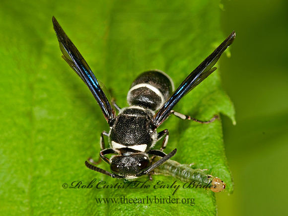 Euodynerus schwarzi  MASON WASP 3013241z