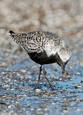 Pluvialis squatarola  BLACK-BELLIED PLOVER 9001391z