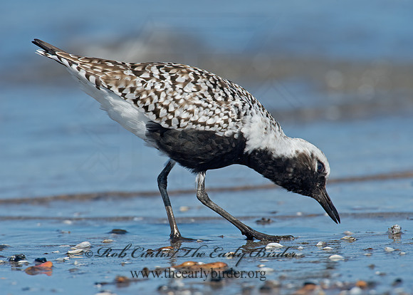 Pluvialis squatarola  BLACK-BELLIED PLOVER 9001398z