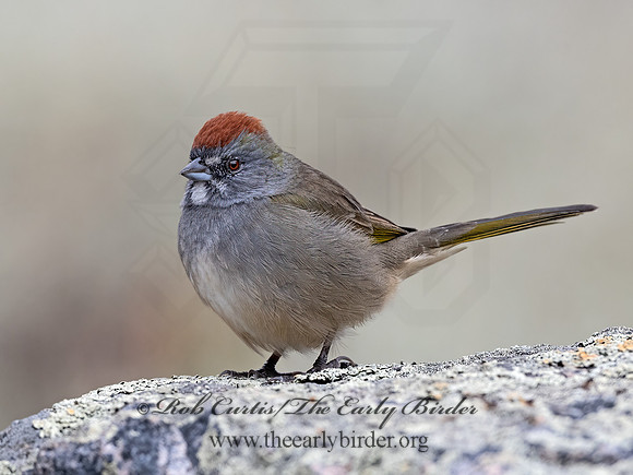 Pipilo chlorurus  GREEN-TAILED TOWHEE 3025505z