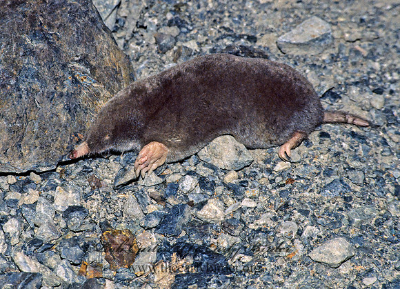 Scapanus latimanus  BROAD-FOOTED MOLE 129828z