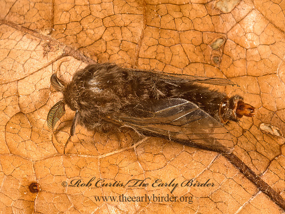 Thyridopteryx�ephemeraeformis  EVERGREEN BAGWORM MOTH 9050505z