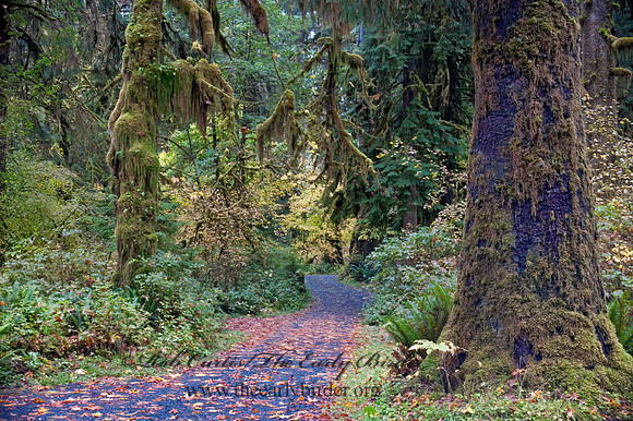 FOREST ROAD     8019436z