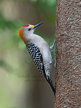 Melanerpes aurifrons  GOLDEN-FRONTED WOODPECKER 3030997z