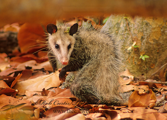 Didelphis virginiana  VIRGINIA OPOSSUM 17934z