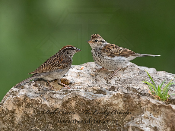 Spizella passerina  CHIPPING SPARROW 3035503z-