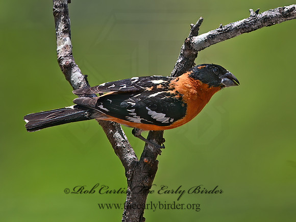 Pheucticus melanocephalus  BLACK-HEADED GROSBEAK 3036937z
