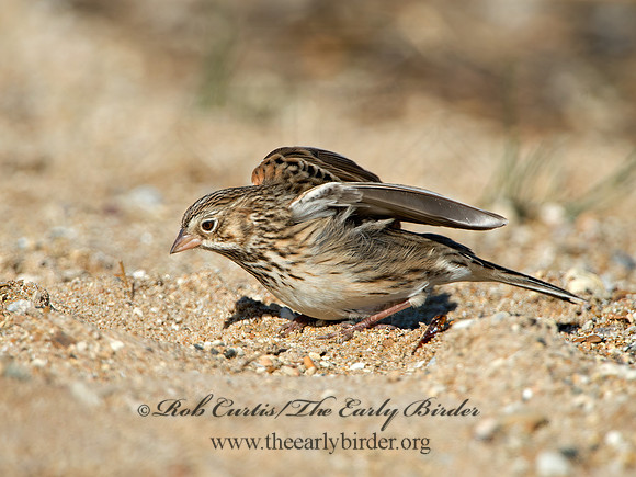 Pooecetes gramineus  VESPER SPARROW 9053761z