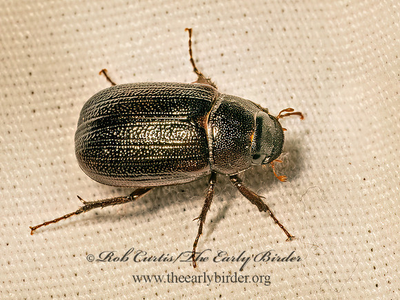 Diplotaxis harperi MAY BEETLE 9082161z