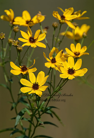 Coreopsis tripteris  TALL COREOPSIS 6015269z