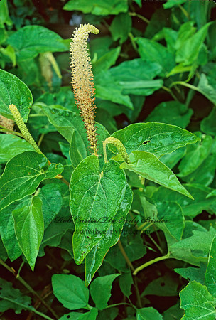 Saururus cernuus  LIZARD'S TAIL 173928z