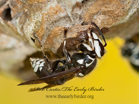 Dolichovespula maculata  BALD-FACED HORNET  3010139z
