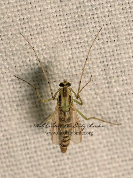 Chironomus (Camptochironomus)  CHIRONOMINI MIDGE 9082819z