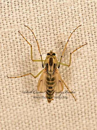 Chironomus (Camptochironomus)  CHIRONOMINI MIDGE 9081711z