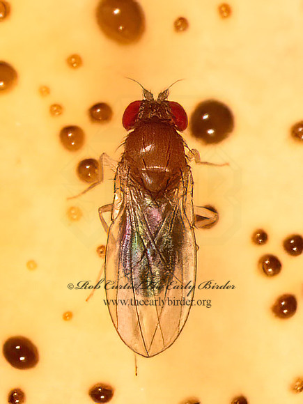 Drosophila  VINEGAR FLY 9081084z