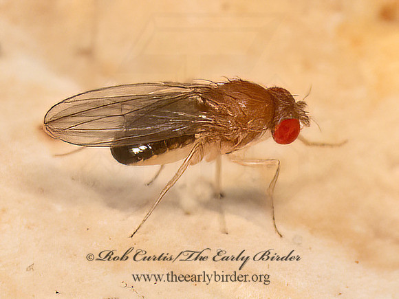 Drosophila  VINEGAR FLY 9081082z
