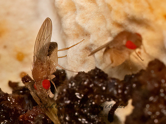 Drosophila  VINEGAR FLY 9081081z