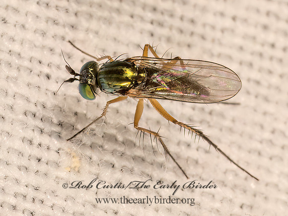 Dolichopus comatus  LONGLEGGED FLY 9081318z