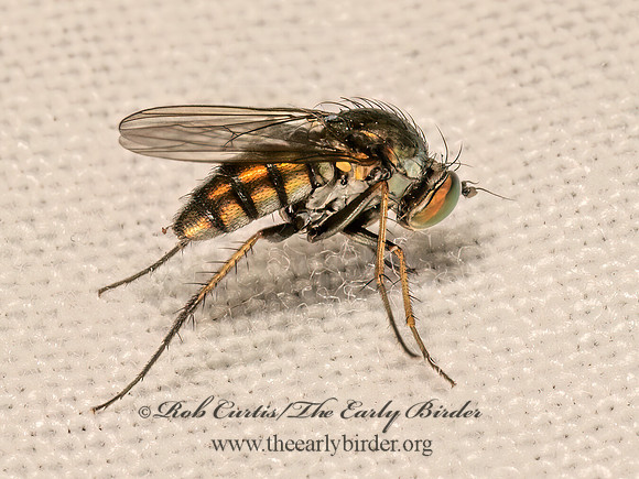 Dolichopus  LONGLEGGED FLY 9081254z