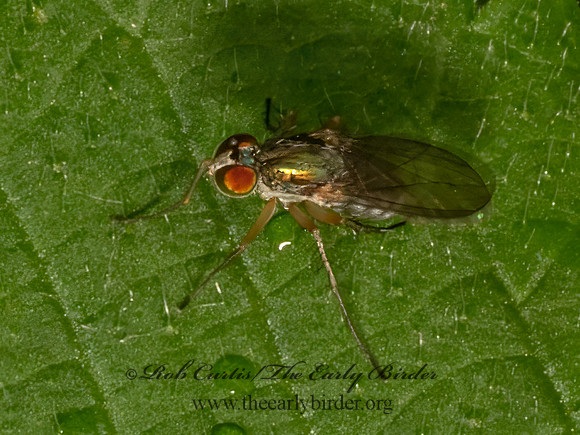 Dolichopus  LONGLEGGED FLY 9079156z
