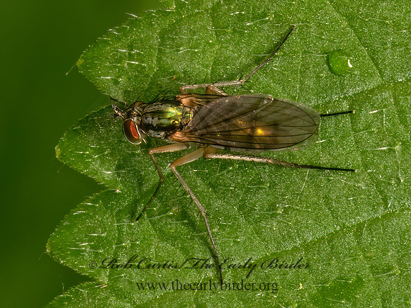 Dolichopus  LONGLEGGED FLY 9079157z