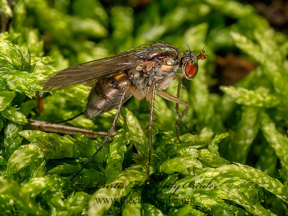 Dolichopus  LONGLEGGED FLY 9081068z