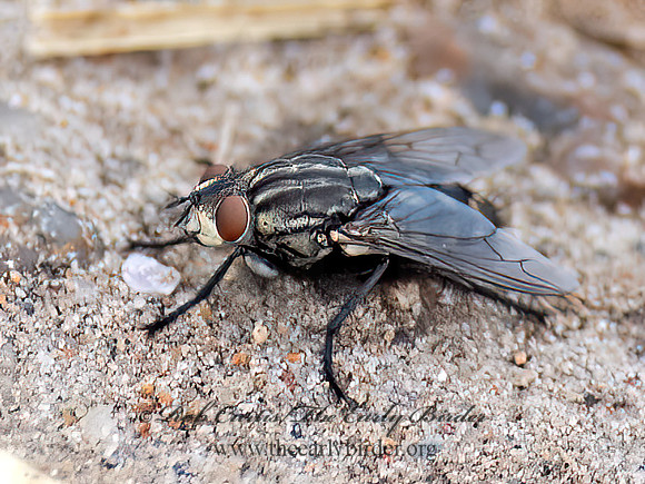 Sarcophagidae  FLESH FLY 6038903z