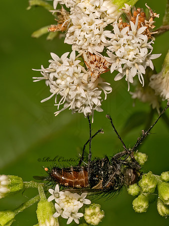 Dexiini  DEXIINAE TACHINID 9083067z