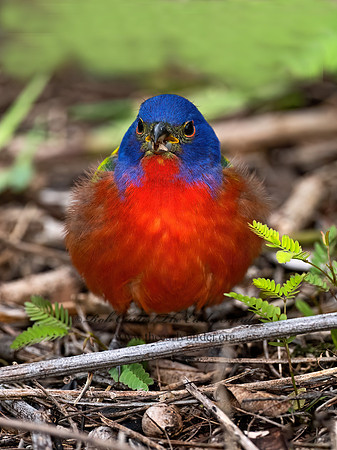 Passerina ciris  PAINTED BUNTING 3030411z