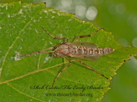 Chironomus  MIDGE 9052612z