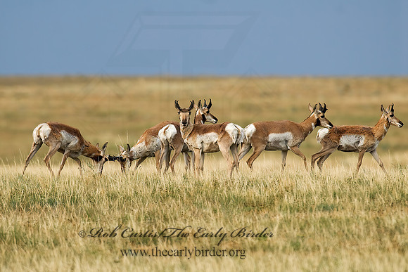 Antilocapra americana  PRONGHORN 7011629z