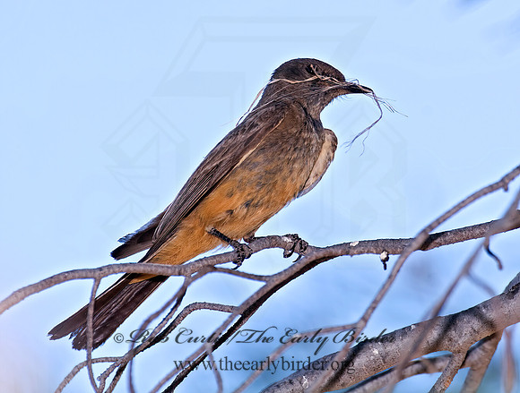 Sayornis sayi  SAY'S PHOEBE 7008405z