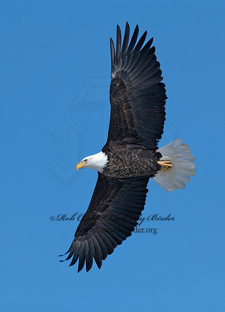 Haliaeetus leucocephalus  BALD EAGLE 7014015z