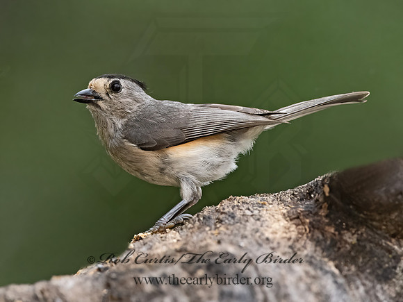 Baeolophus atricristatus  BLACK-CRESTED TITMOUSE 3035545z