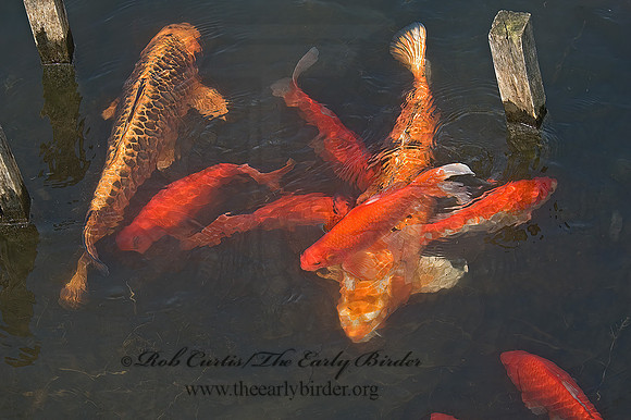Cyprinus carpio  KOI 5004823z