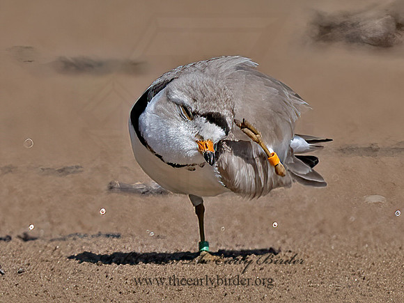 Charadrius melodus  PIPING PLOVER 1303166z