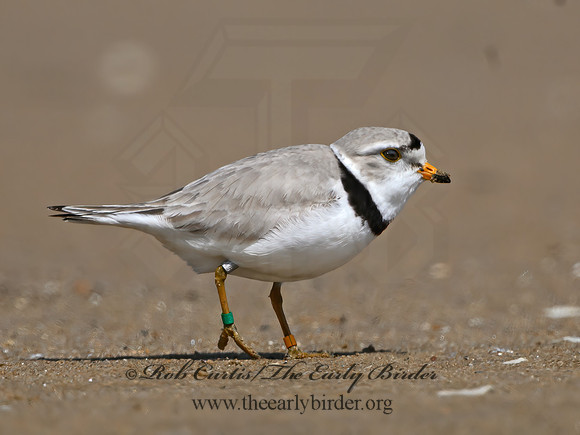 Charadrius melodus  PIPING PLOVER 1303284z