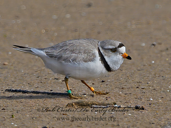 Charadrius melodus  PIPING PLOVER 1303224z