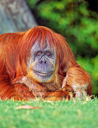 Pongo pygmaeus  ORANGUTAN 126314z